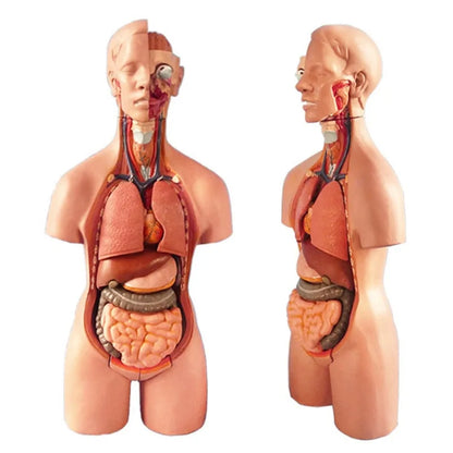 Newly 4D Anatomical Assembly Model of Human Organs.