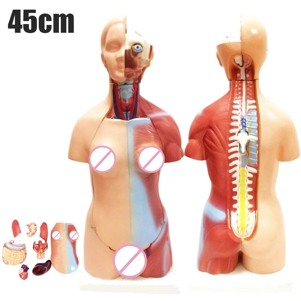 Newly 4D Anatomical Assembly Model of Human Organs.