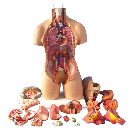 Newly 4D Anatomical Assembly Model of Human Organs.