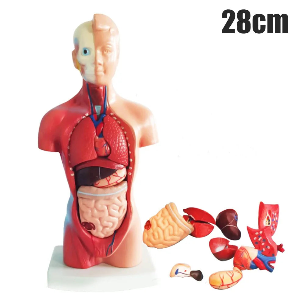 Newly 4D Anatomical Assembly Model of Human Organs.