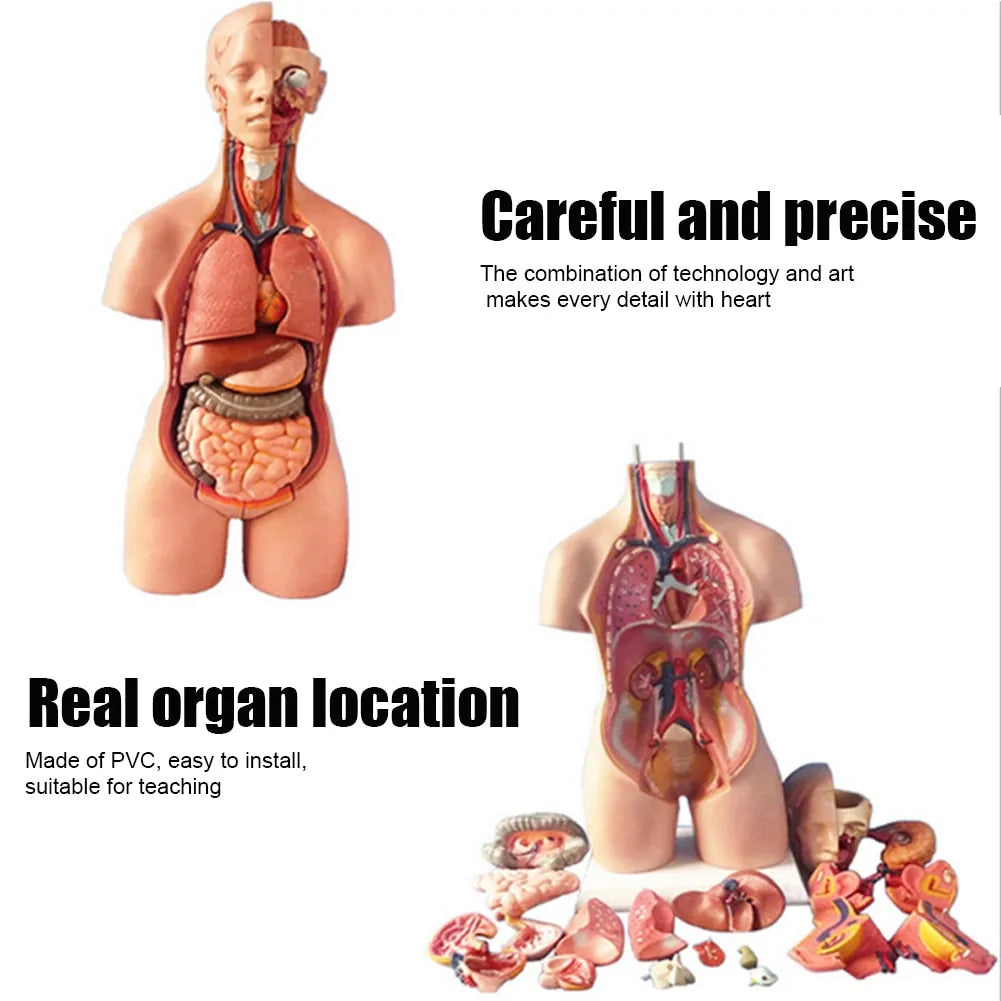 Newly 4D Anatomical Assembly Model of Human Organs.