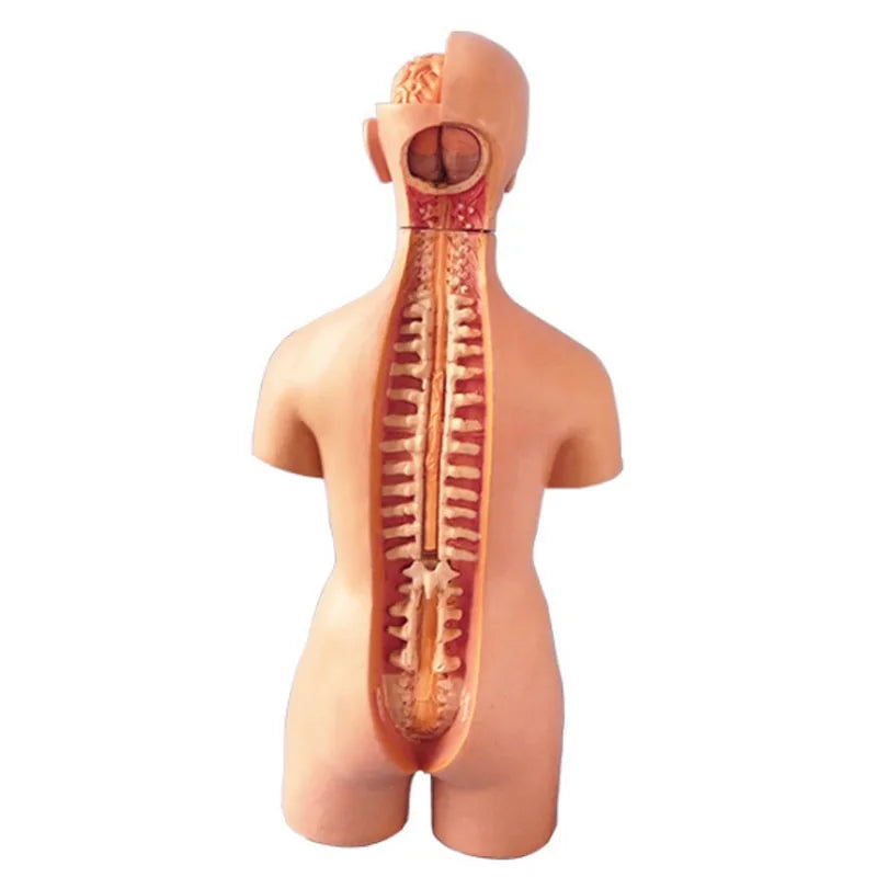 Newly 4D Anatomical Assembly Model of Human Organs.